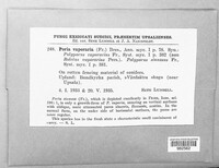 Poria vaporaria image